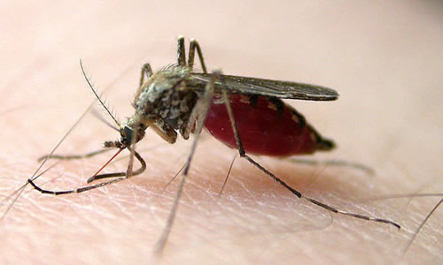 在夏天，蚊子应该怎么消灭？