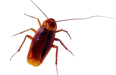 物理灭蟑螂的方法有哪些？