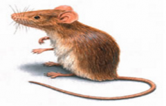 怎样才能进行科学防鼠呢？