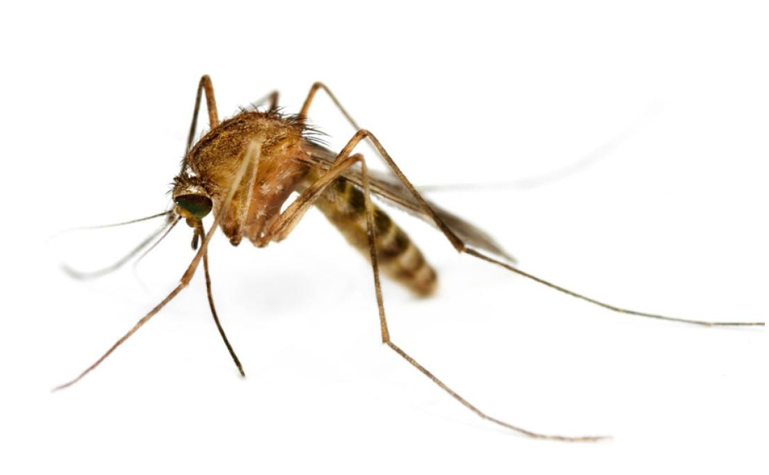 怎样才能避免蚊虫叮咬呢？
