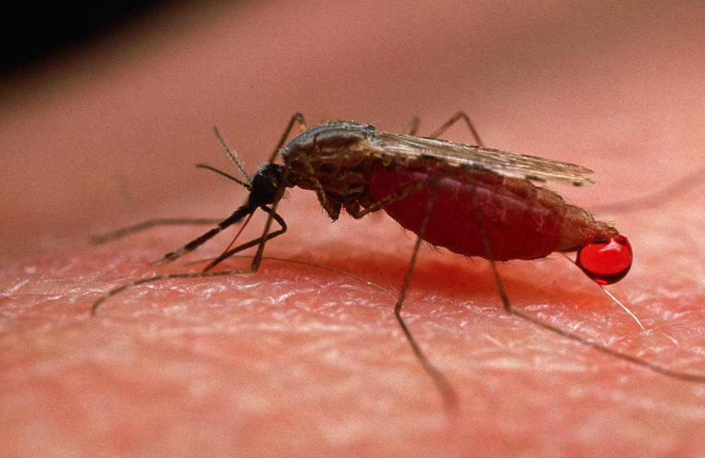 蚊虫的危害有哪些？