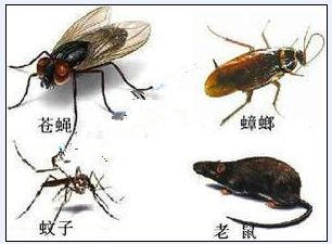 消灭四害的常见方法。