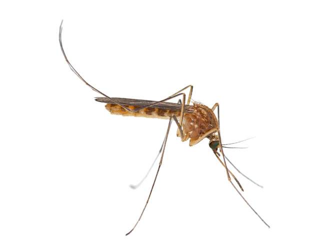 夏天应该怎样灭蚊呢？