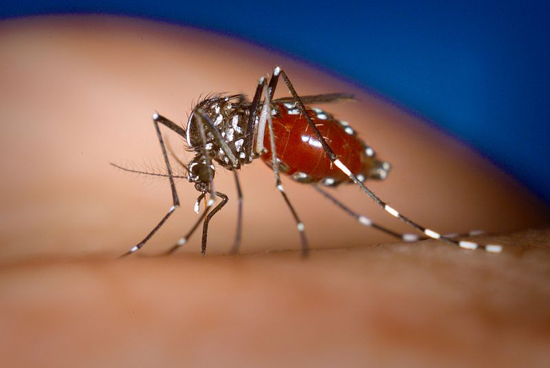 夏天灭蚊子需要注意哪些地方？