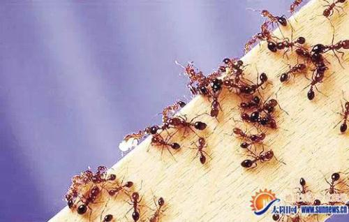 蚂蚁的危害