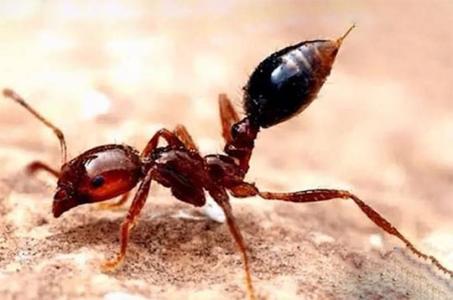 危险的预防：红火蚁