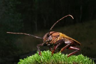 安利康告诉你蟑螂的药用价值