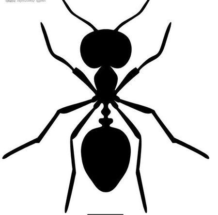 安利康北京灭蚊蝇公司为大家介绍的相关于北京有哪些种类的蚂蚁