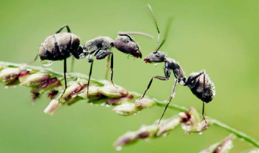 如何根绝蚂蚁