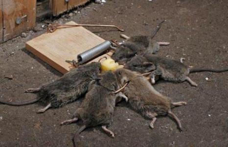 鼠尸的清理方案