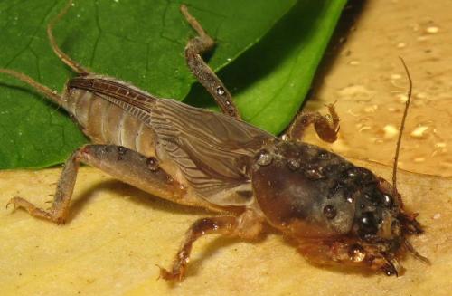 车间如何进行灭虫