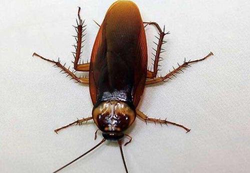 除蟑螂公司看不到效果怎么办呢？