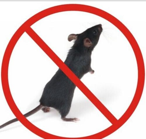 老鼠有什么危害呢? 老鼠有什么危害呢?