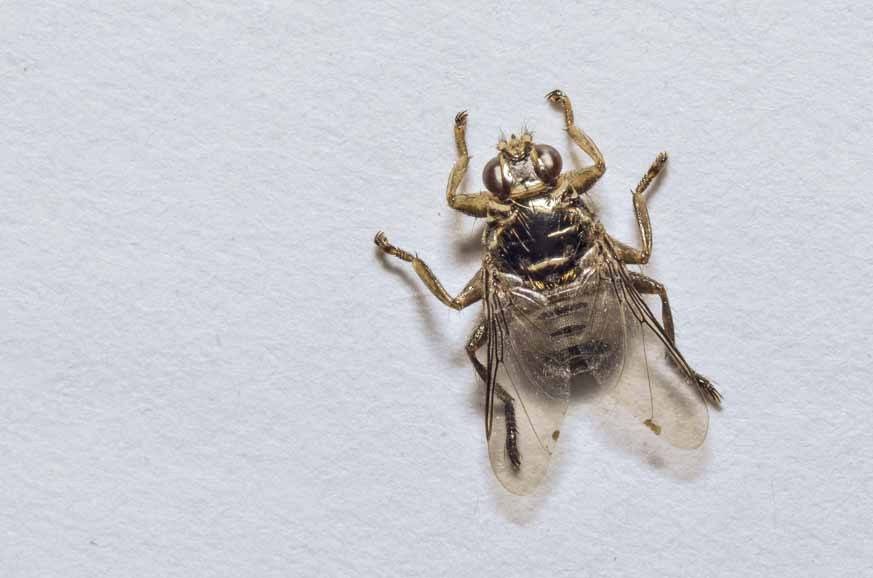 北京灭蚊蝇公司对于蚊蝇的危害与防治方法